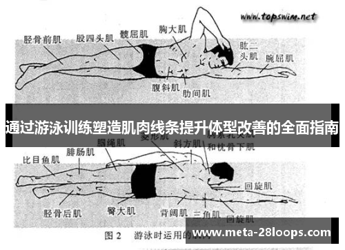 通过游泳训练塑造肌肉线条提升体型改善的全面指南 通过游泳训练塑造肌肉线条提升体型改善的全面指南